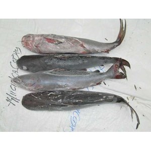 ikan catfish ( arius maculatus)