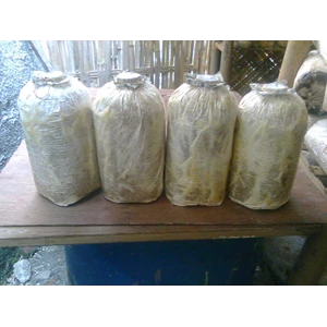 bag log jamur tiram.