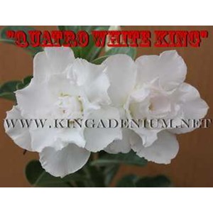 quatro white king [ 4 petals]