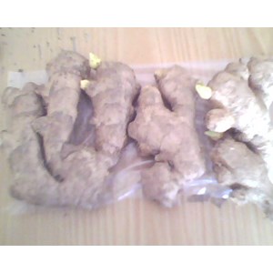 jahe gajah