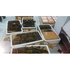 spesialist pengiriman hasil laut-2