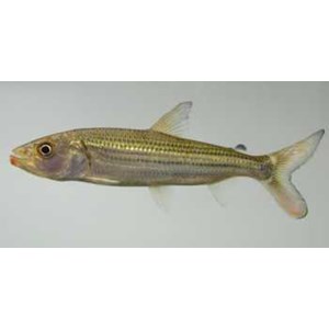 hydrocynus vittatus ( sold out )