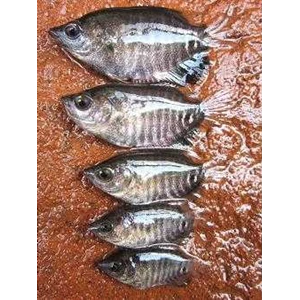 telur dan bibit ikan gurami