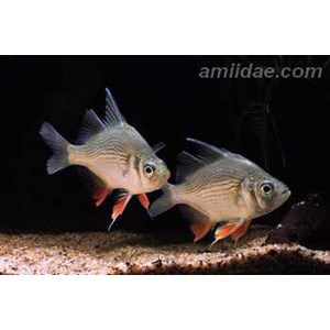 giant glassfish