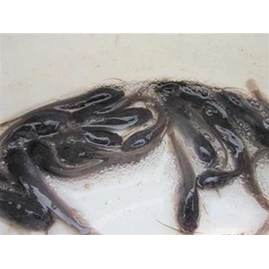 bibit ikan lele