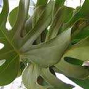 monstera