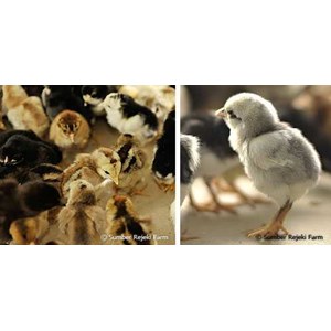 bibit unggas buras, doc ayam kampung, doc kampung super, doc ayam arab, dod bebek ( itik), doq puyuh