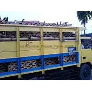 ayam kampung ( hidup)