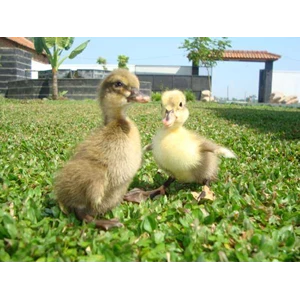 dod ( day old duck)