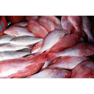 ikan kakap merah