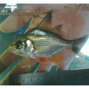 giant glassfish ( parambassis gulliveri)