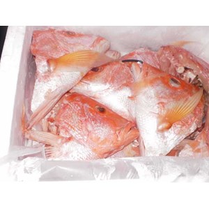 snapper head