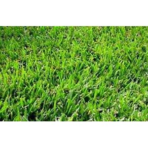 bermuda grass seed