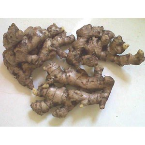 jahe emprit