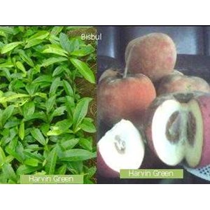 bisbul ( diospyros blancoi)