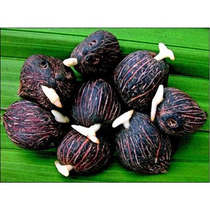 bibit kelapa sawit