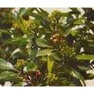 clove leaf oil/ minyak cengkeh
