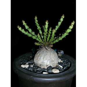 euphorbia decidua( sold out)