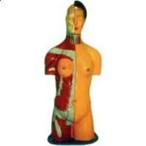 model torso manusia-2
