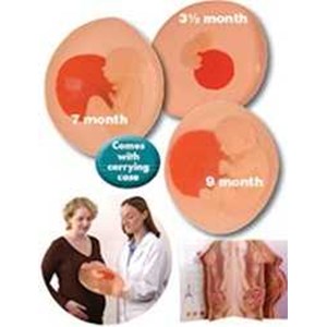 life in the womb prenatal education set he-79747