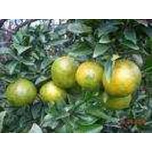 buah jeruk manis
