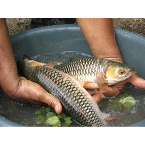 ikan jelawat / sultan fish ( leptobarbus hoevenii)