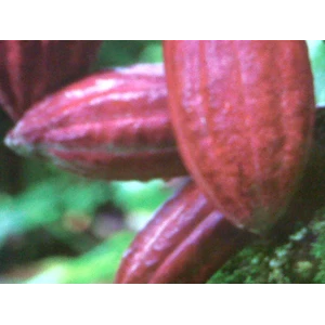 bibit tanaman perkebunan : kakao ( cokelat/ coklat)