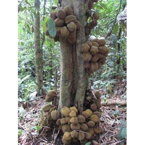 pupuk organik tanaman durian berbuah hingga batang-2