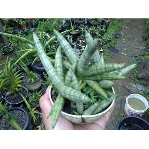 boncel anak 3