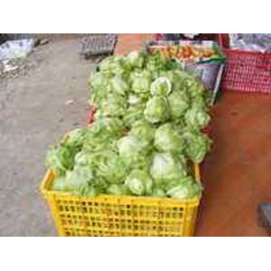 letuce head