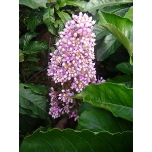 ardisia