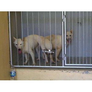 anjing kintamani kawin dikandang