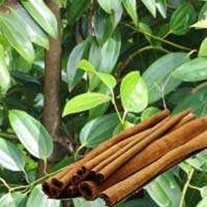 cassia