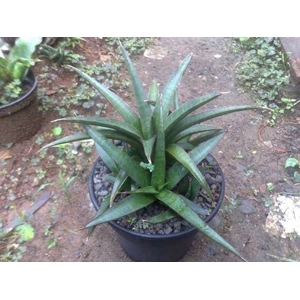 hybrid roxburgiana x salaf