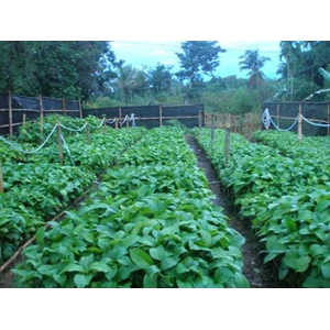 bibit jabon