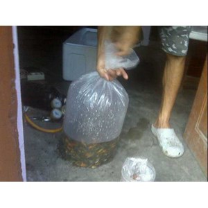 bibit ikan air tawar