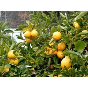 minyak jeruk lemon ( lemon oil)