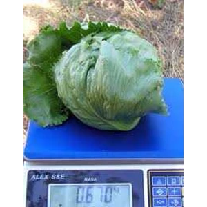 lettuce/ head lettuce