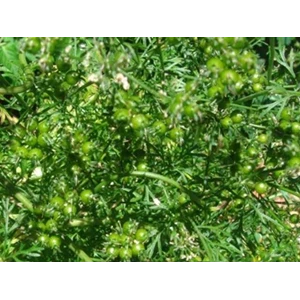 minyak ketumbar ( coriander oil)