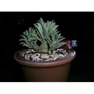 dorstenia lavrani form bagus banget( sold)