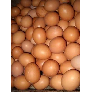 telur ayam ras