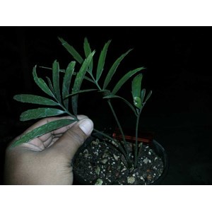 e.gratus seedling( sold)
