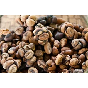 wild luwak coffee