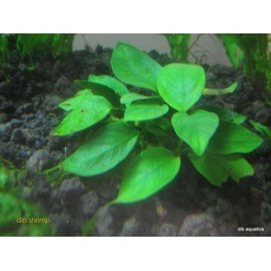 anubias sp