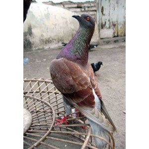 merpati tinggi tomprangan