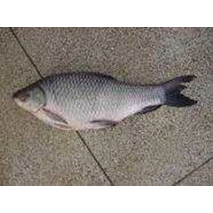 myanmar fresh water fish