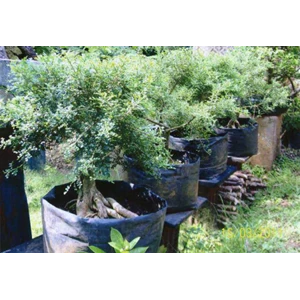 bonsai kiserit 1