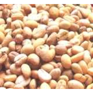 kopi luwak arabica asli hasil ternak sendiri
