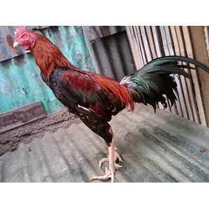 lamba