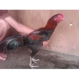 wulung